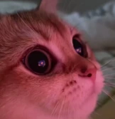cat emote