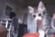 RealShit emote