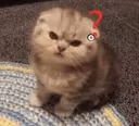 cat_angyy_2 emote