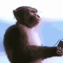monkeJam emote