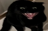 xduh emote