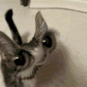MEOW emote