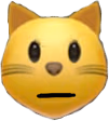 cat_stare emote