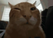 buh emote