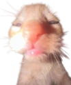uuhhguasdhasdhghuuuuhuubu emote