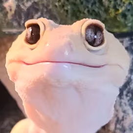 leopardgeckostare emote