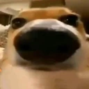 stare emote