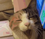 zevushka emote