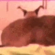 FloppaTwerk emote