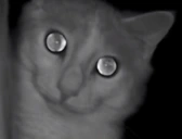 aceStare emote