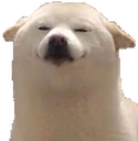 thatDog emote