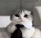 BASED emote