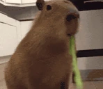Capybara emote