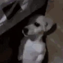 Lurk emote