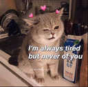 cat_wink_love emote