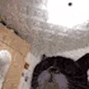catDance emote