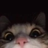 CE_Looking5 emote