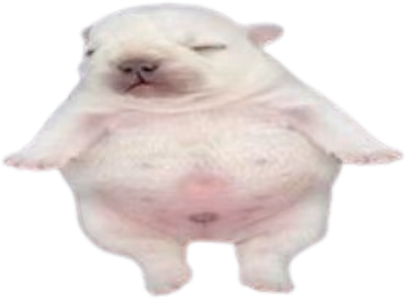 Pibble emote