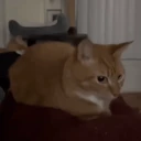 Boink emote