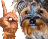 hesBB emote