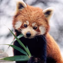 redpanda_nom emote