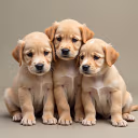 puppies emote