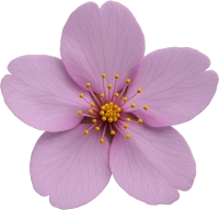 Purplesakuraflower emoji