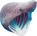 sharkpog emote