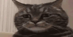 sadCat emote