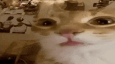 Gorm emote