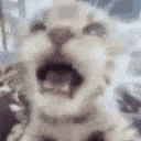 yapping emote