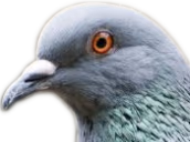Pigeon emote