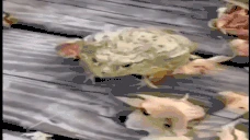JU emote