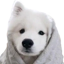 comfyDoggy emote
