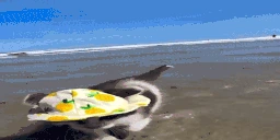 summer emote