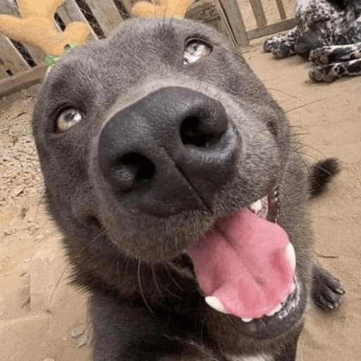 dog emote