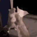 ratfight emote