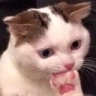 catThink emote