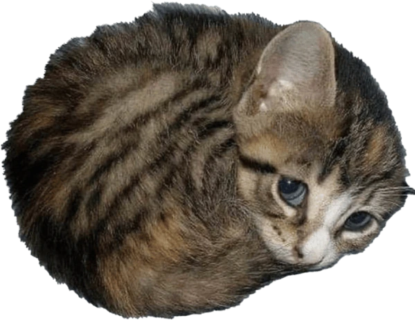 CatBall emote