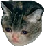 CatBeSad emote