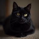 black_cat emote