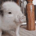 pigJAM animated emote
