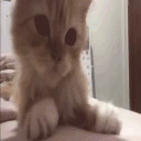 waiting emote