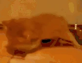 NOOMYMILK emote