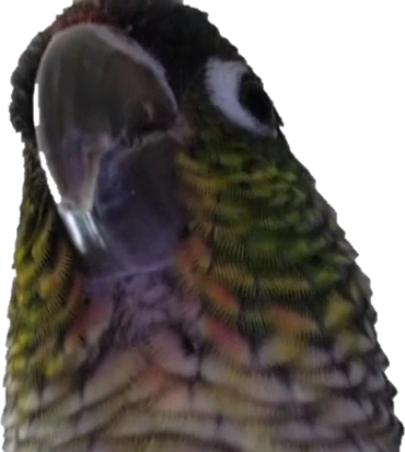conure emote
