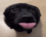 getsreallyexcitedandwagsmytailsuperfast emoji