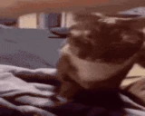 catAnswer emote