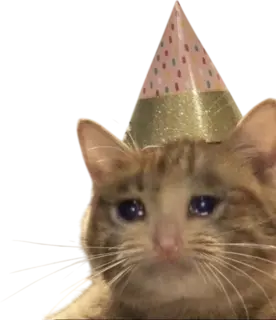 Cat_cry emote