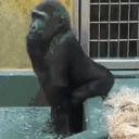 gorillatwerk emote