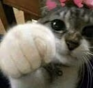 tmj emote